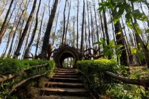 Pengger Pine Forest in Bantul, A Nature Tourism Destination Offering Beautiful Forest Scenery and Fresh Air